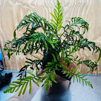 Scapeshop.com.au One Only Bolbitis Driftwood Creation - One Only - Flourish Buy Bolbitis Driftwood Creation - One Only - Aquarium Plants Australia