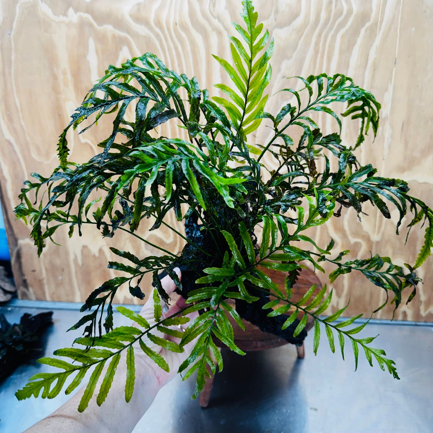 Scapeshop.com.au One Only Bolbitis Driftwood Creation - One Only - Flourish Buy Bolbitis Driftwood Creation - One Only - Aquarium Plants Australia