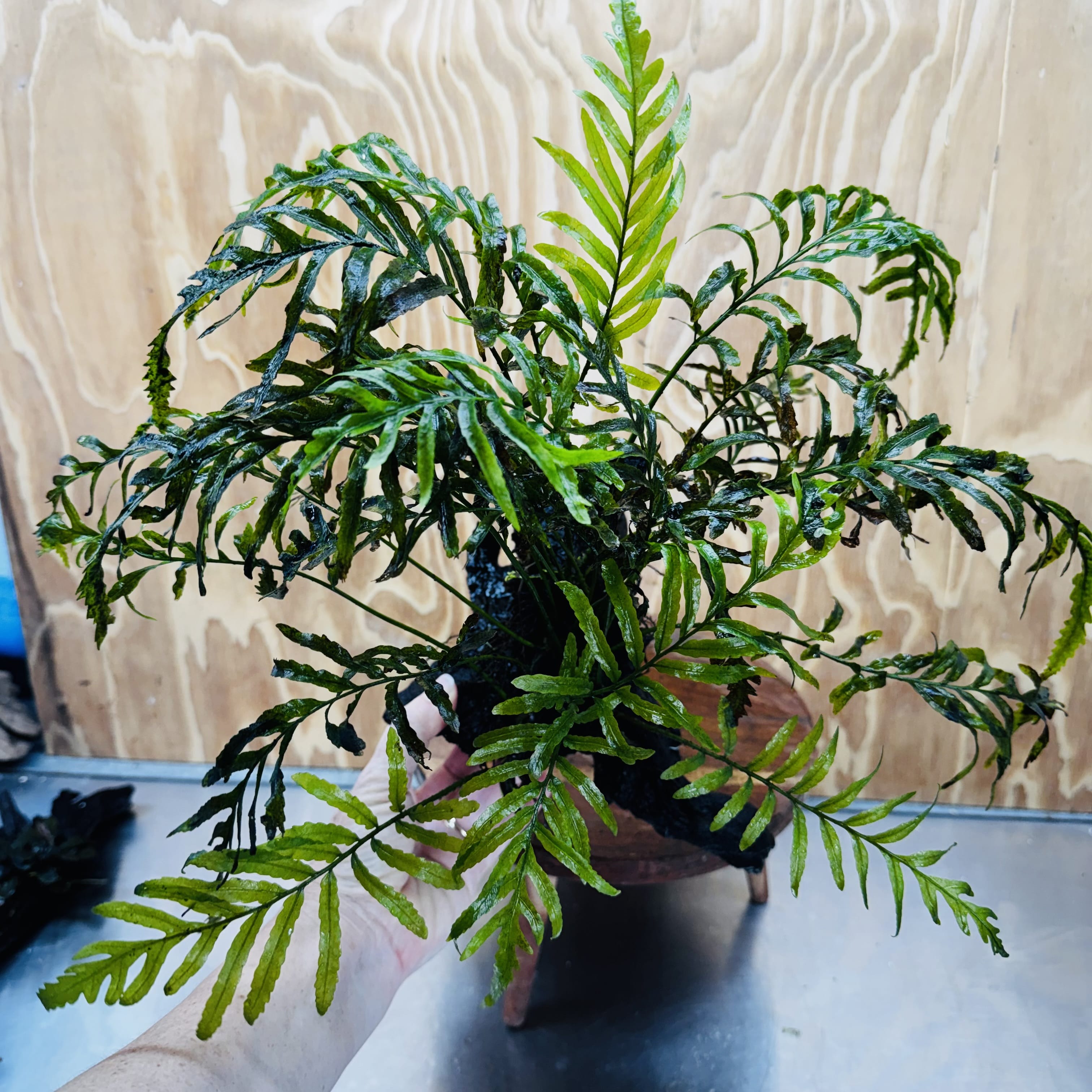 Scapeshop.com.au One Only Bolbitis Driftwood Creation - One Only - Flourish Buy Bolbitis Driftwood Creation - One Only - Aquarium Plants Australia