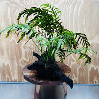 Scapeshop.com.au One Only Bolbitis Driftwood Creation - One Only - Flourish Buy Bolbitis Driftwood Creation - One Only - Aquarium Plants Australia