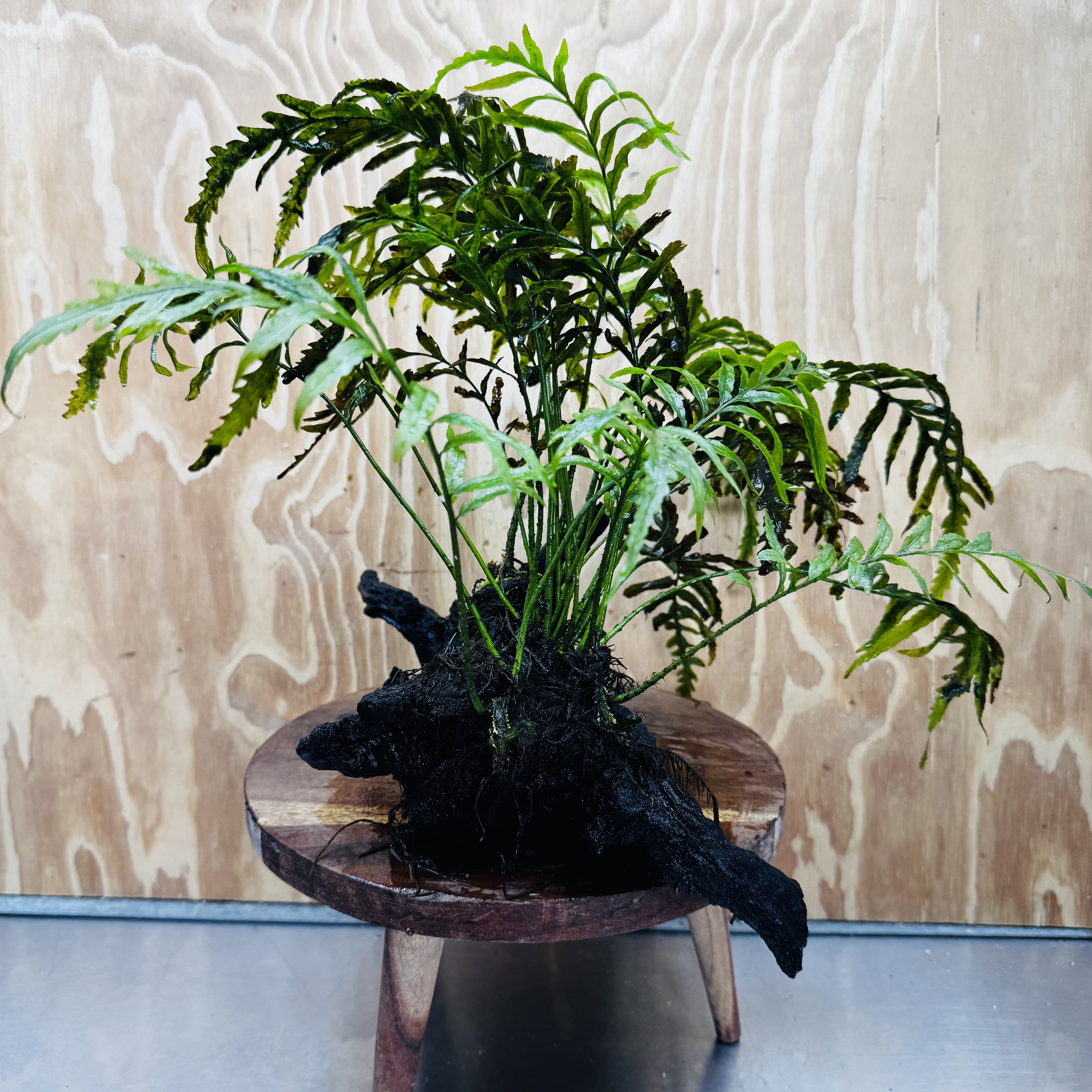 Scapeshop.com.au One Only Bolbitis Driftwood Creation - One Only - Flourish Buy Bolbitis Driftwood Creation - One Only - Aquarium Plants Australia