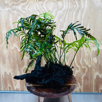 Scapeshop.com.au One Only Bolbitis Driftwood Creation - One Only - Flourish Buy Bolbitis Driftwood Creation - One Only - Aquarium Plants Australia