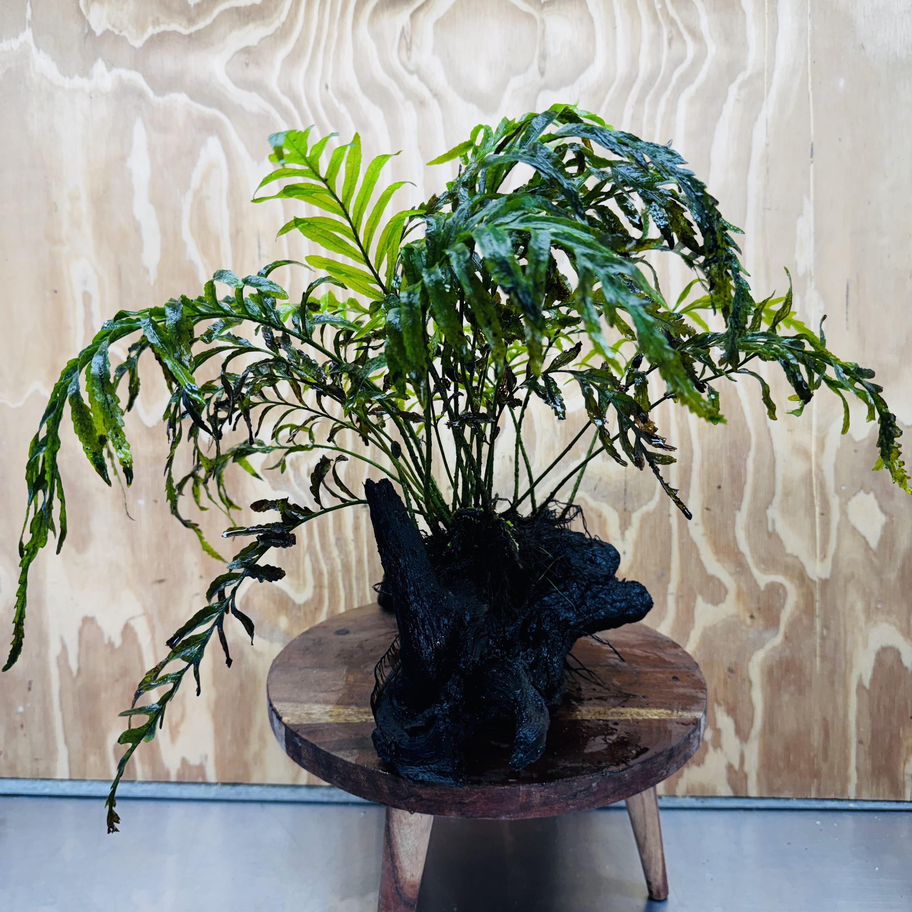 Scapeshop.com.au One Only Bolbitis Driftwood Creation - One Only - Flourish Buy Bolbitis Driftwood Creation - One Only - Aquarium Plants Australia