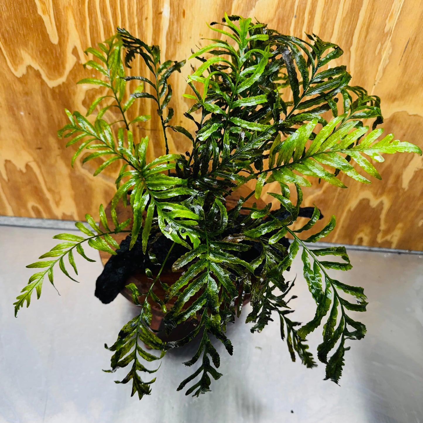 Scapeshop.com.au One Only Bolbitis Driftwood Creation - One Only - Flourish Buy Bolbitis Driftwood Creation - One Only - Aquarium Plants Australia