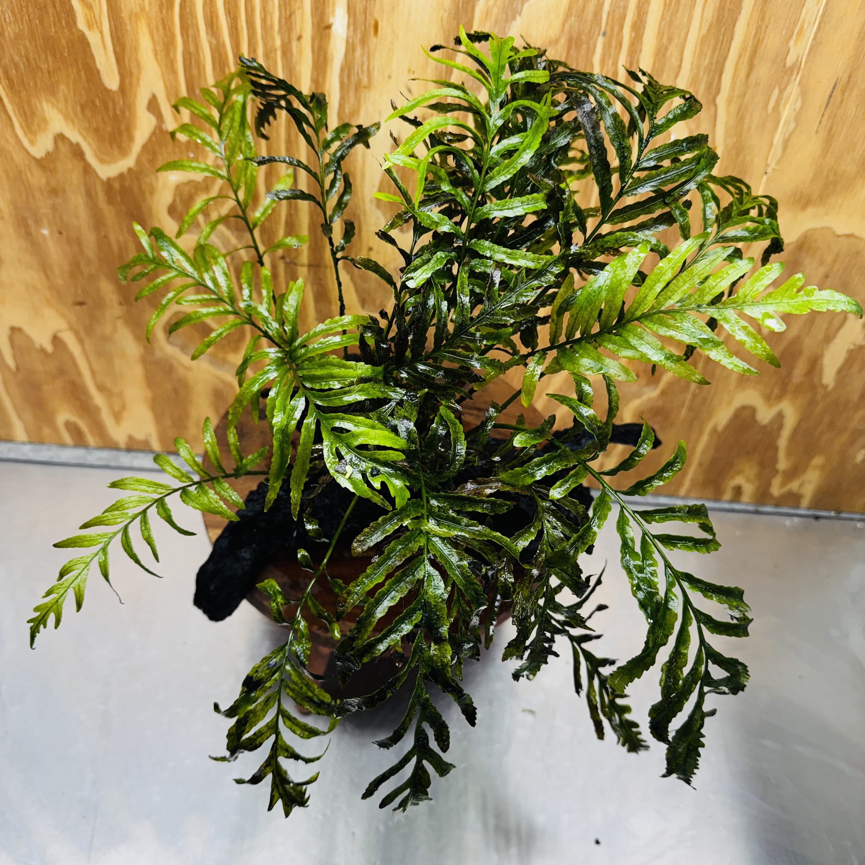Scapeshop.com.au One Only Bolbitis Driftwood Creation - One Only - Flourish Buy Bolbitis Driftwood Creation - One Only - Aquarium Plants Australia