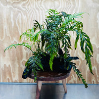Scapeshop.com.au One Only Bolbitis Driftwood Creation - One Only - Flourish Buy Bolbitis Driftwood Creation - One Only - Aquarium Plants Australia