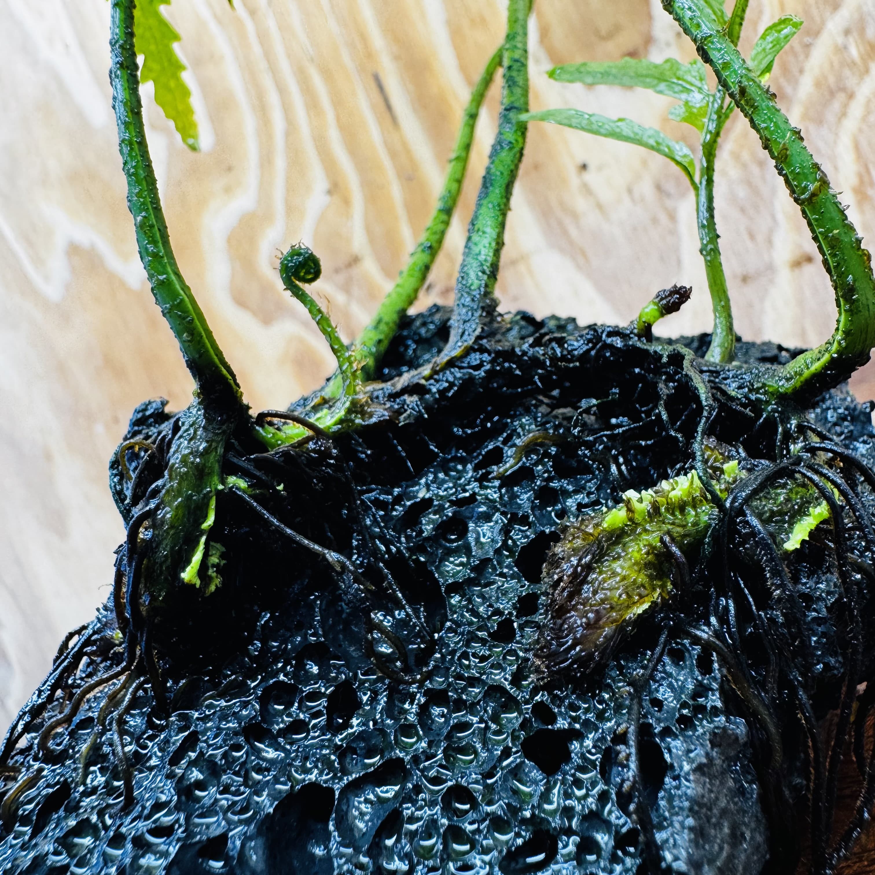 Scapeshop.com.au One Only Bolbitis Lava Rock Creation - One Only - Amazing Buy Bolbitis Lava Rock Creation - One Only Aquarium plants - Australia