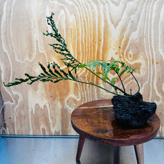 Scapeshop.com.au One Only Bolbitis Lava Rock Creation - One Only - Amazing Buy Bolbitis Lava Rock Creation - One Only Aquarium plants - Australia