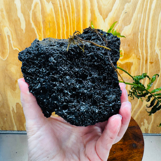 Scapeshop.com.au One Only Bolbitis Lava Rock Creation - One Only - Amazing Buy Bolbitis Lava Rock Creation - One Only Aquarium plants - Australia