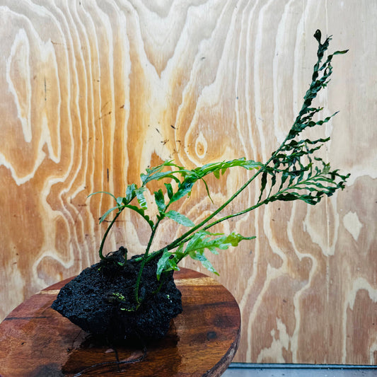 Scapeshop.com.au One Only Bolbitis Lava Rock Creation - One Only - Amazing Buy Bolbitis Lava Rock Creation - One Only Aquarium plants - Australia