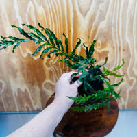 Scapeshop.com.au One Only Bolbitis Lava Rock Creation - One Only - Amazing Buy Bolbitis Lava Rock Creation - One Only Aquarium plants - Australia