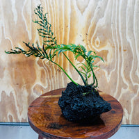 Scapeshop.com.au One Only Bolbitis Lava Rock Creation - One Only - Amazing Buy Bolbitis Lava Rock Creation - One Only Aquarium plants - Australia