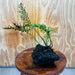 Scapeshop.com.au One Only Bolbitis Lava Rock Creation - One Only - Amazing Buy Bolbitis Lava Rock Creation - One Only Aquarium plants - Australia