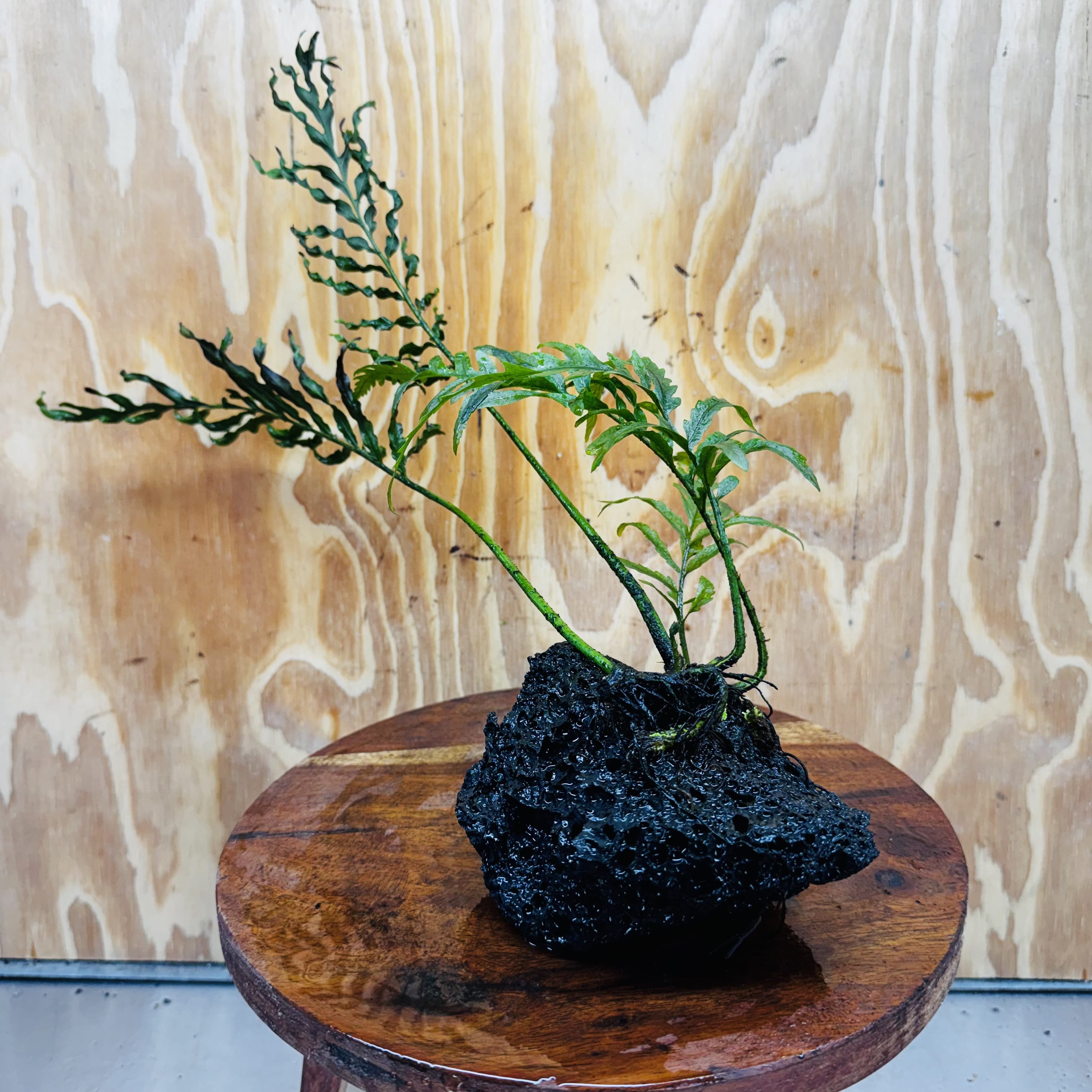 Scapeshop.com.au One Only Bolbitis Lava Rock Creation - One Only - Amazing Buy Bolbitis Lava Rock Creation - One Only Aquarium plants - Australia