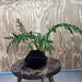 Scapeshop.com.au One Only Bolbitis Lava Rock Creation - One Only - Amazing Buy Bolbitis Lava Rock Creation - One Only Aquarium plants - Australia