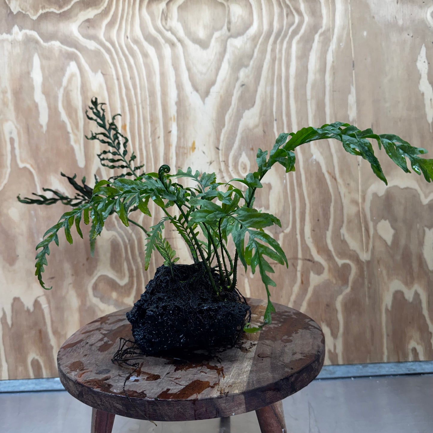 Scapeshop.com.au One Only Bolbitis Lava Rock Creation - One Only - Amazing Buy Bolbitis Lava Rock Creation - One Only Aquarium plants - Australia