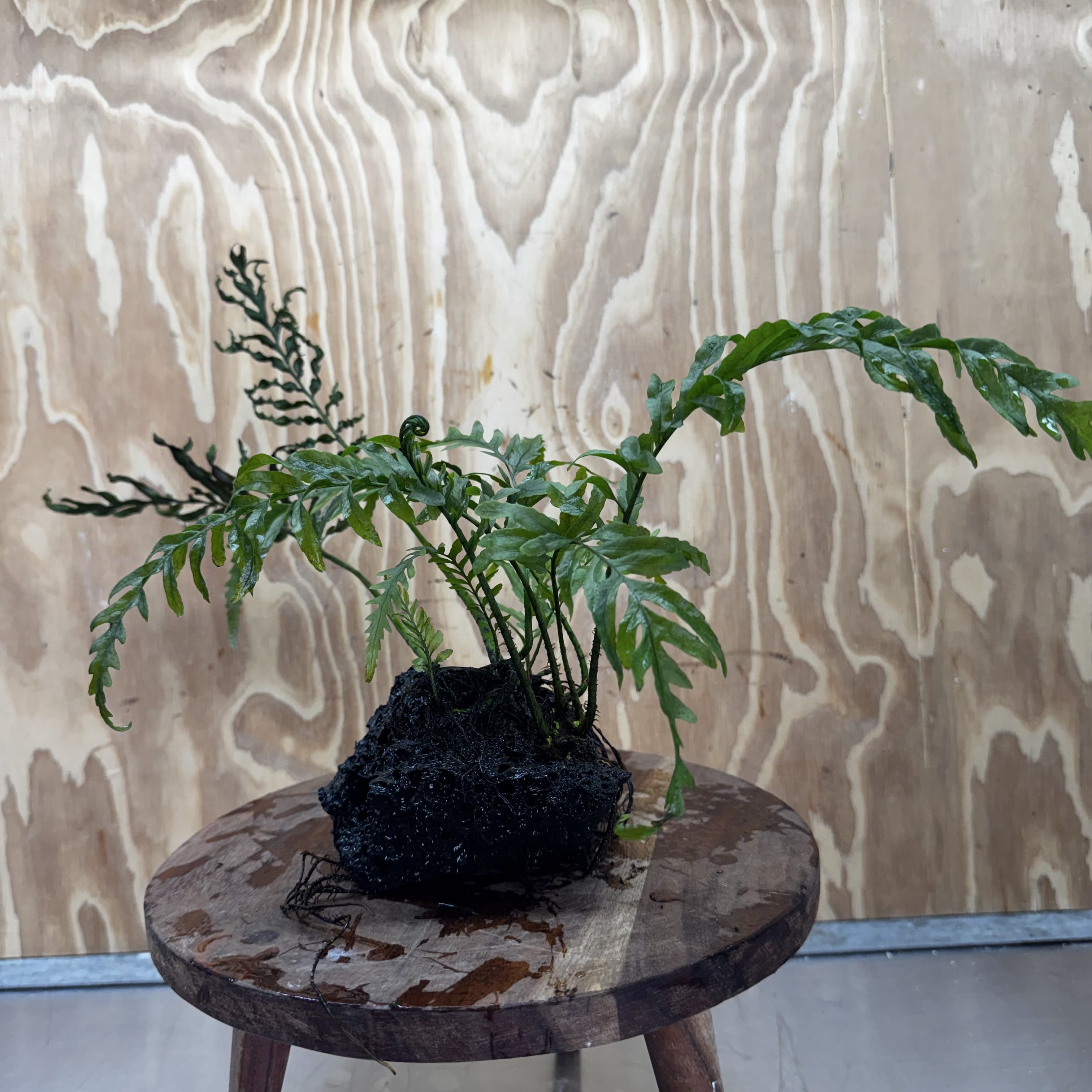 Scapeshop.com.au One Only Bolbitis Lava Rock Creation - One Only - Amazing Buy Bolbitis Lava Rock Creation - One Only Aquarium plants - Australia