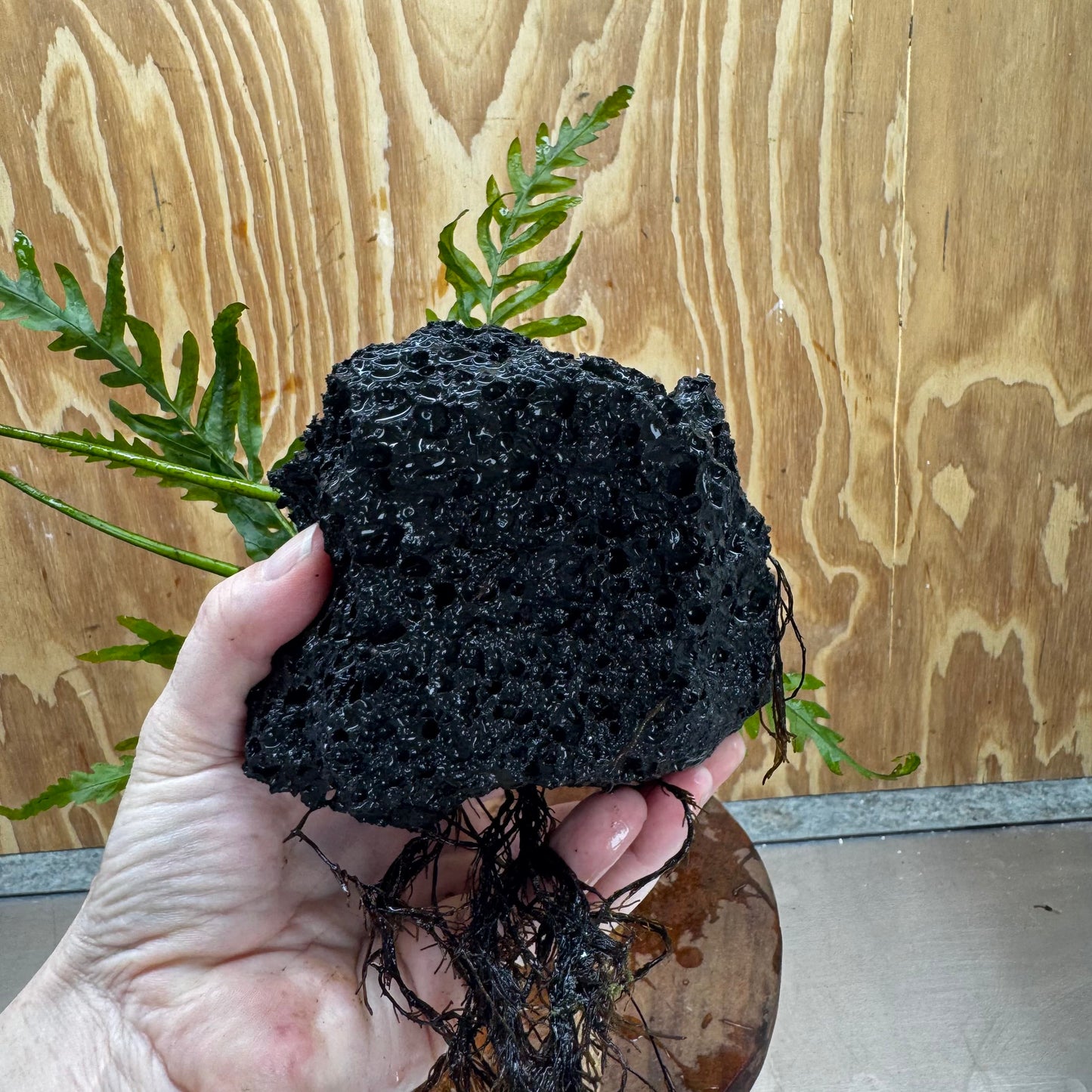 Scapeshop.com.au One Only Bolbitis Lava Rock Creation - One Only - Amazing Buy Bolbitis Lava Rock Creation - One Only Aquarium plants - Australia