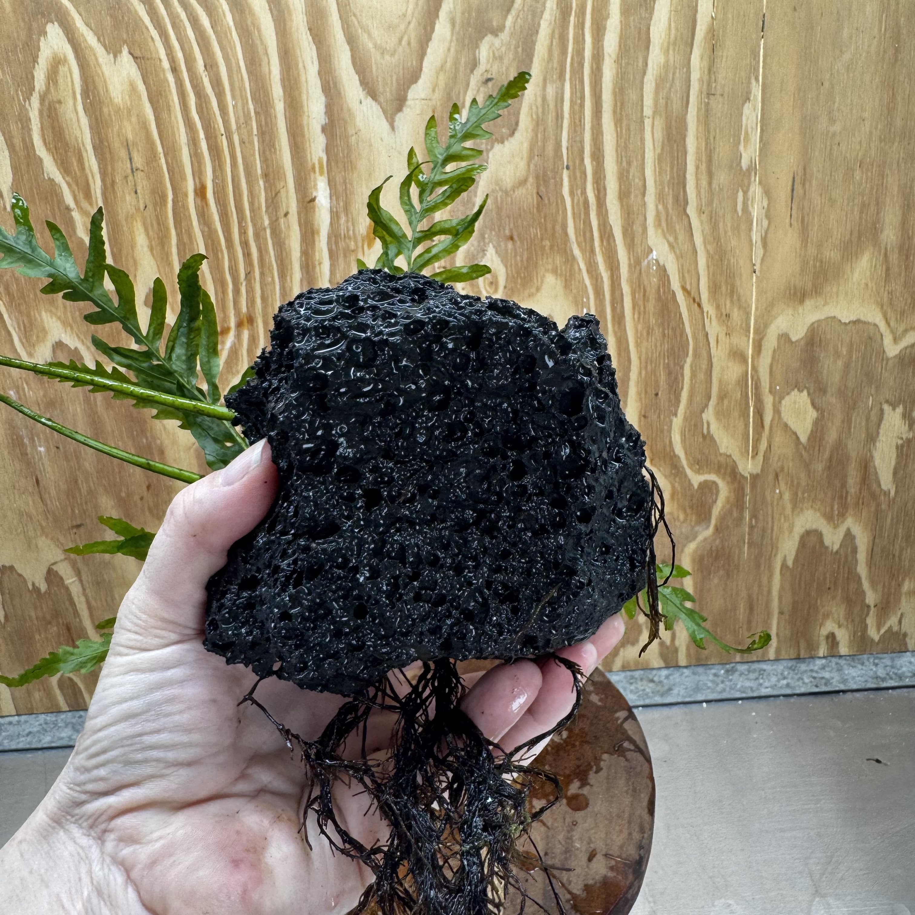 Scapeshop.com.au One Only Bolbitis Lava Rock Creation - One Only - Amazing Buy Bolbitis Lava Rock Creation - One Only Aquarium plants - Australia