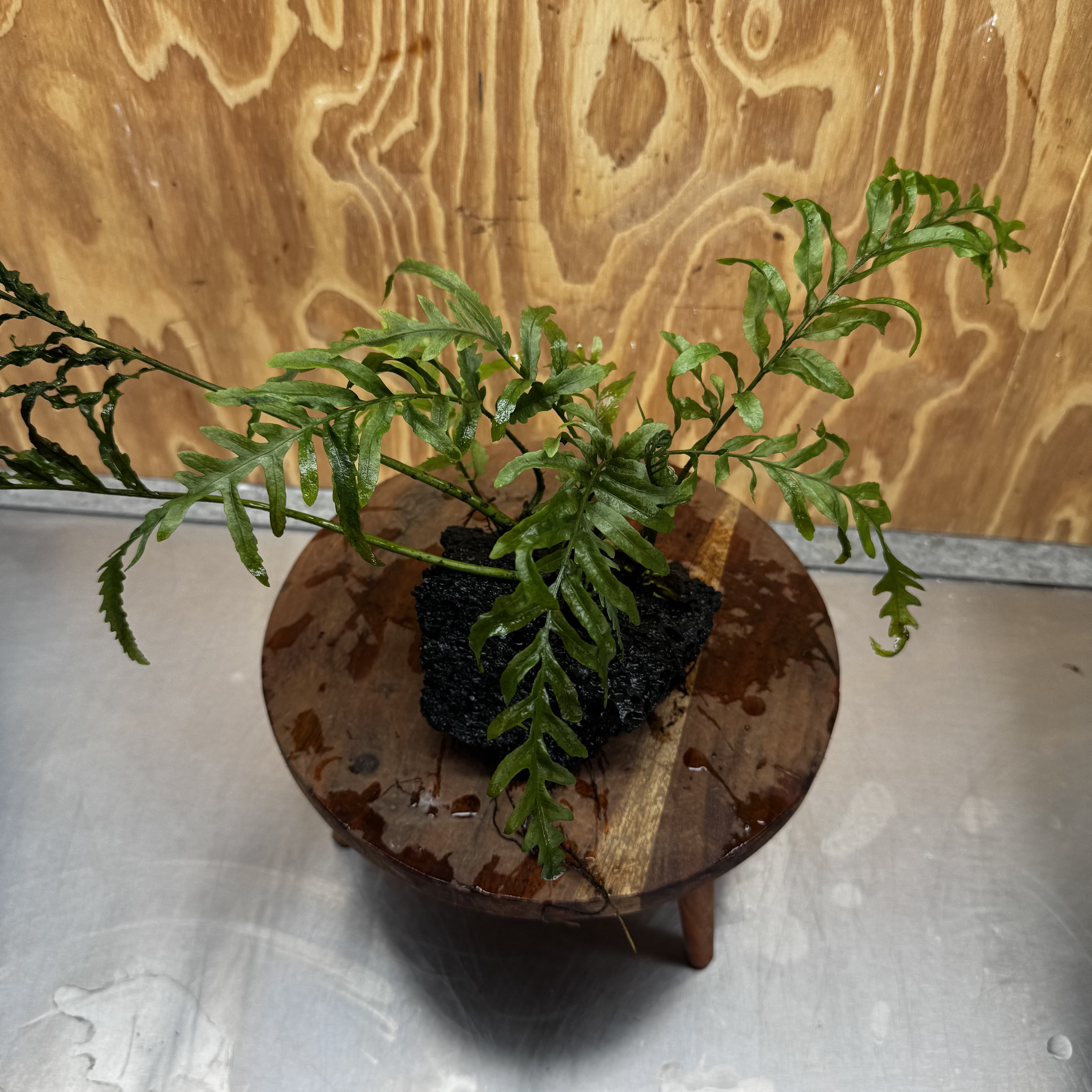 Scapeshop.com.au One Only Bolbitis Lava Rock Creation - One Only - Amazing Buy Bolbitis Lava Rock Creation - One Only Aquarium plants - Australia
