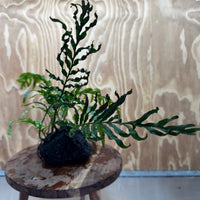 Scapeshop.com.au One Only Bolbitis Lava Rock Creation - One Only - Amazing Buy Bolbitis Lava Rock Creation - One Only Aquarium plants - Australia