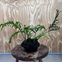 Scapeshop.com.au One Only Bolbitis Lava Rock Creation - One Only - Amazing Buy Bolbitis Lava Rock Creation - One Only Aquarium plants - Australia