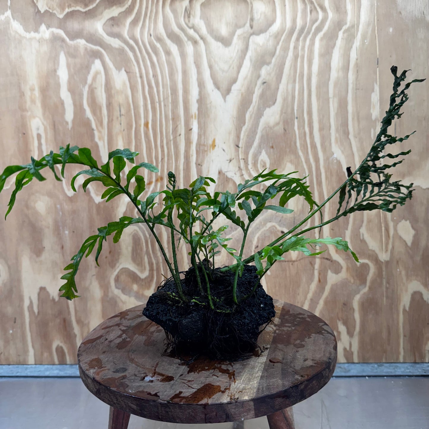 Scapeshop.com.au One Only Bolbitis Lava Rock Creation - One Only - Amazing Buy Bolbitis Lava Rock Creation - One Only Aquarium plants - Australia