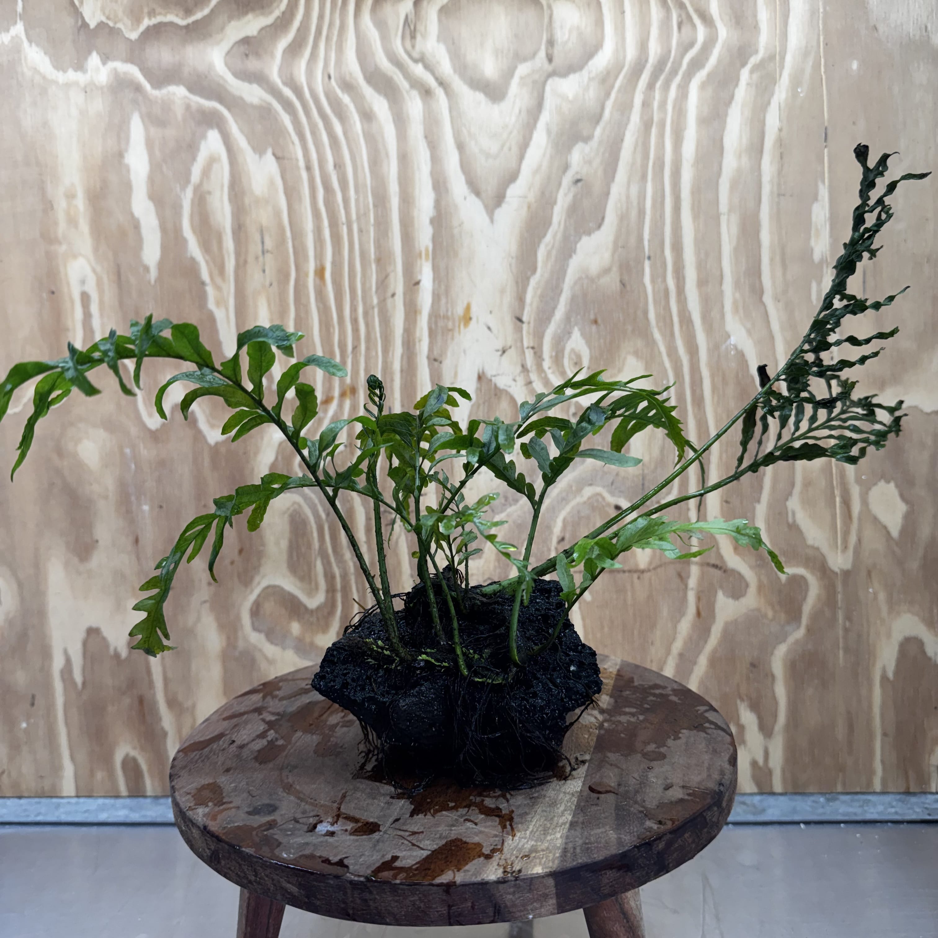 Scapeshop.com.au One Only Bolbitis Lava Rock Creation - One Only - Amazing Buy Bolbitis Lava Rock Creation - One Only Aquarium plants - Australia