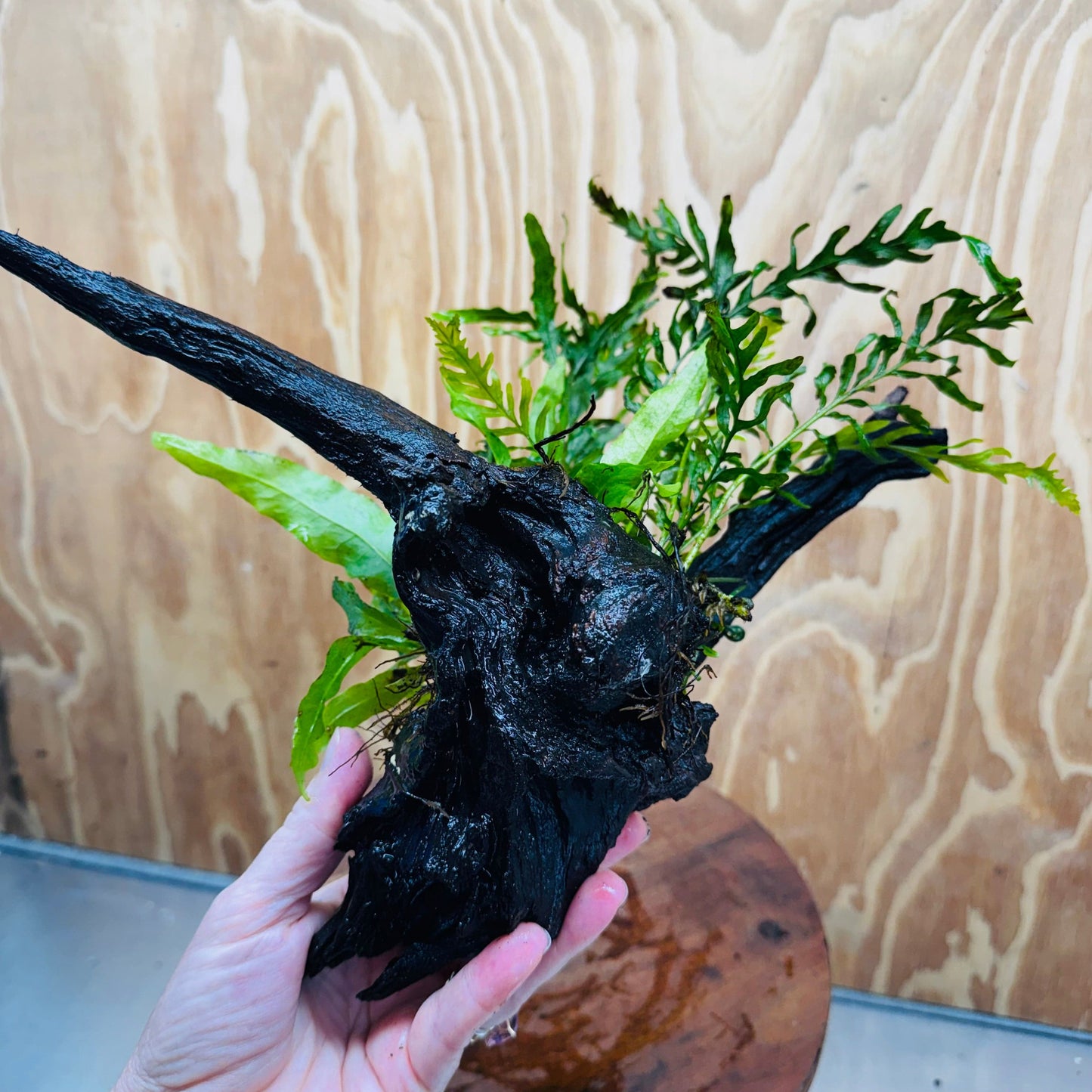 Scapeshop.com.au One Only Bolbitis plus Microsorum (Java Fern) Driftwood Creation - One Only Bolbitis plus Microsorum (Java Fern) Driftwood Creation - One Only - Aquarium