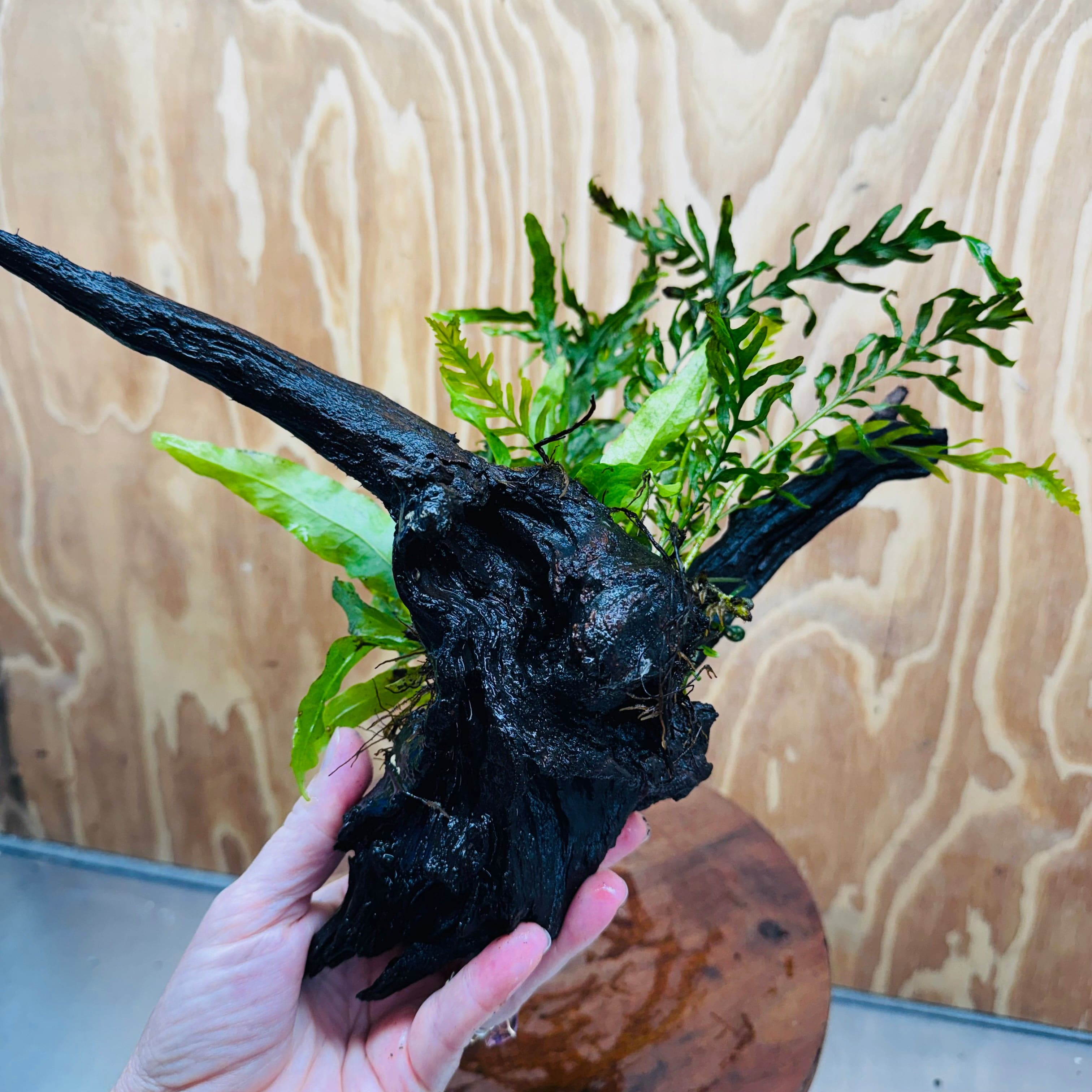 Scapeshop.com.au One Only Bolbitis plus Microsorum (Java Fern) Driftwood Creation - One Only Bolbitis plus Microsorum (Java Fern) Driftwood Creation - One Only - Aquarium