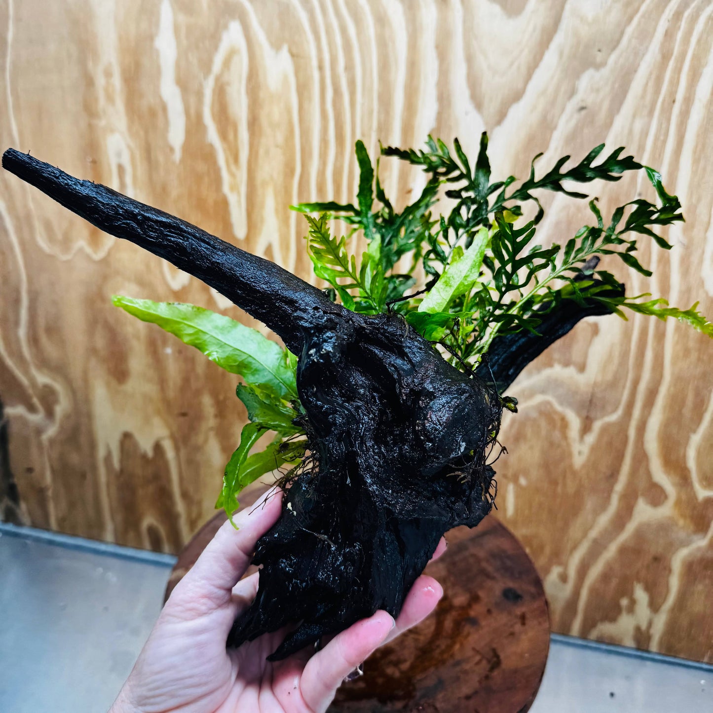 Scapeshop.com.au One Only Bolbitis plus Microsorum (Java Fern) Driftwood Creation - One Only Bolbitis plus Microsorum (Java Fern) Driftwood Creation - One Only - Aquarium