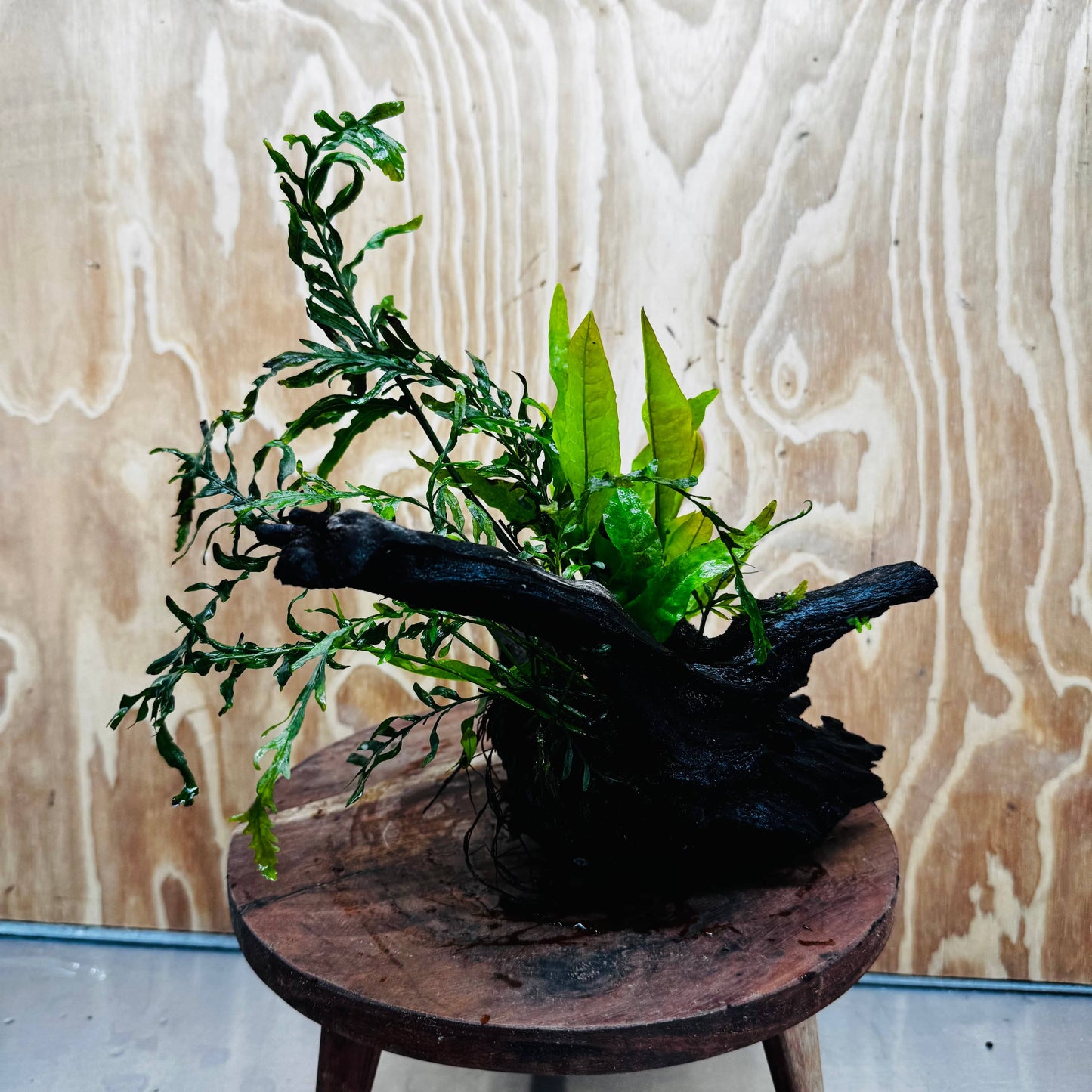 Scapeshop.com.au One Only Bolbitis plus Microsorum (Java Fern) Driftwood Creation - One Only Bolbitis plus Microsorum (Java Fern) Driftwood Creation - One Only - Aquarium