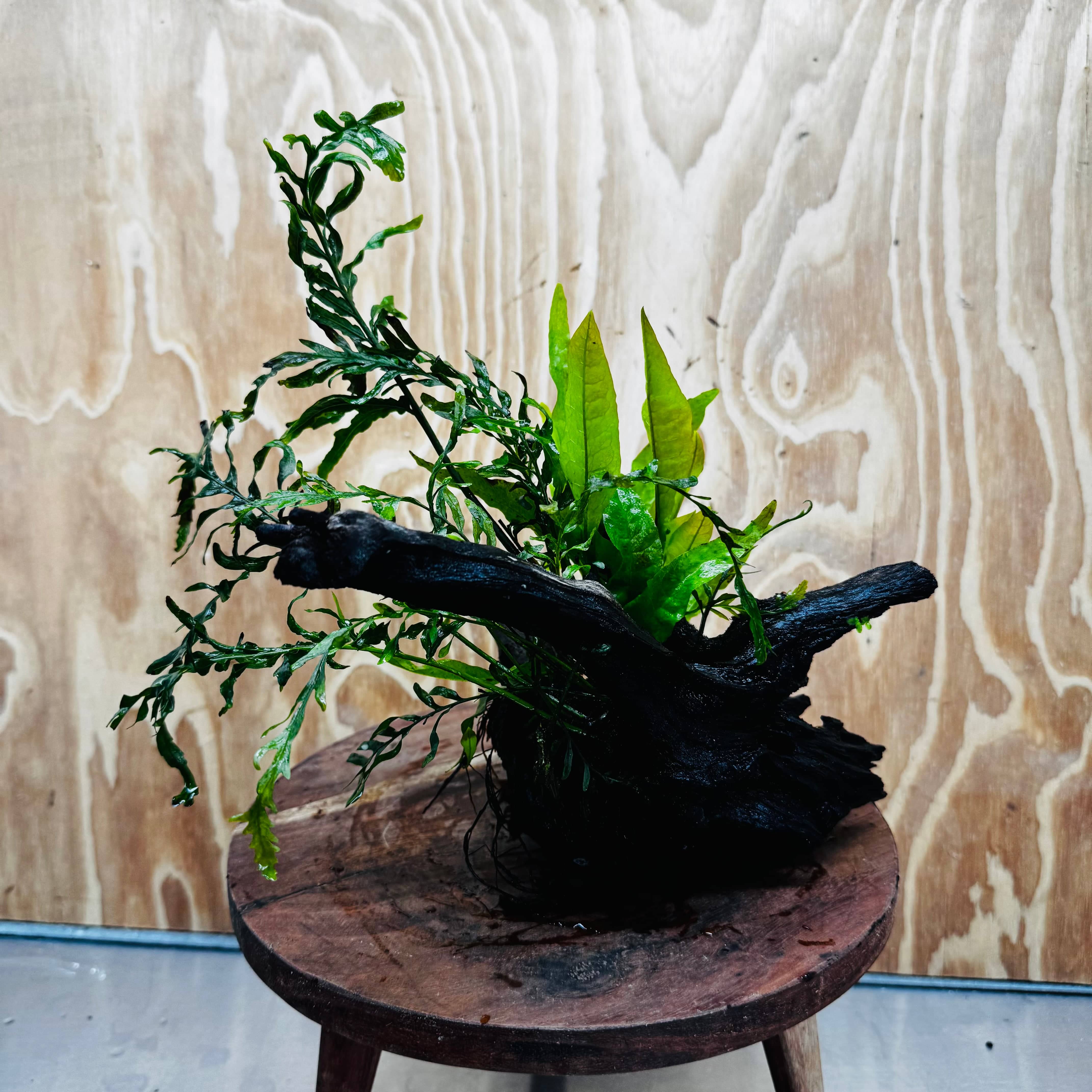 Scapeshop.com.au One Only Bolbitis plus Microsorum (Java Fern) Driftwood Creation - One Only Bolbitis plus Microsorum (Java Fern) Driftwood Creation - One Only - Aquarium