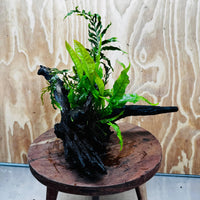 Scapeshop.com.au One Only Bolbitis plus Microsorum (Java Fern) Driftwood Creation - One Only Bolbitis plus Microsorum (Java Fern) Driftwood Creation - One Only - Aquarium