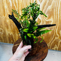 Scapeshop.com.au One Only Bolbitis plus Microsorum (Java Fern) Driftwood Creation - One Only Bolbitis plus Microsorum (Java Fern) Driftwood Creation - One Only - Aquarium