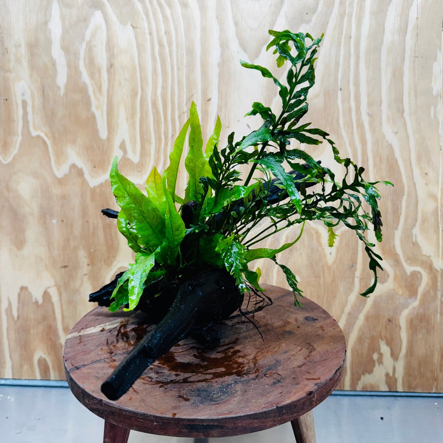 Scapeshop.com.au One Only Bolbitis plus Microsorum (Java Fern) Driftwood Creation - One Only Bolbitis plus Microsorum (Java Fern) Driftwood Creation - One Only - Aquarium