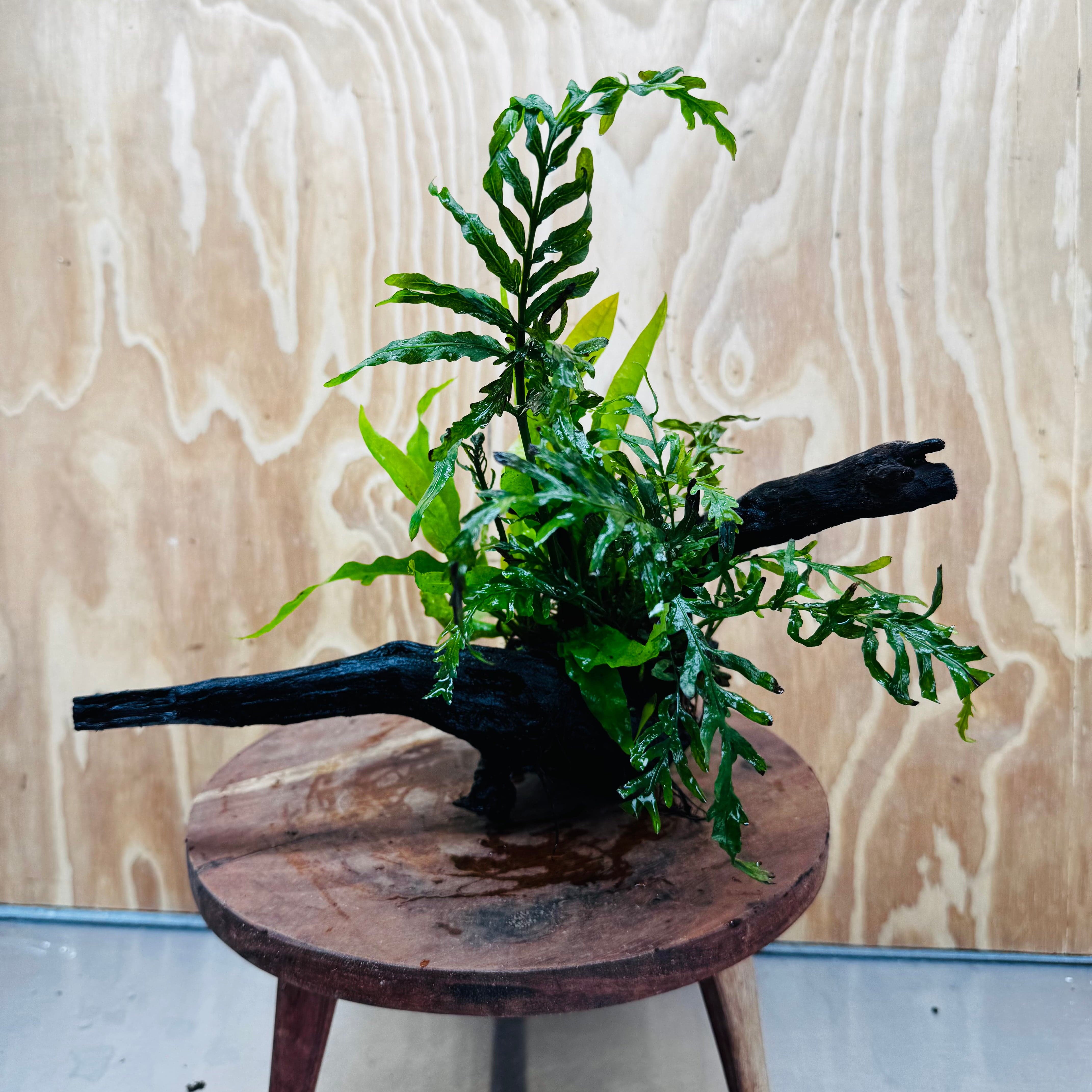 Scapeshop.com.au One Only Bolbitis plus Microsorum (Java Fern) Driftwood Creation - One Only Bolbitis plus Microsorum (Java Fern) Driftwood Creation - One Only - Aquarium