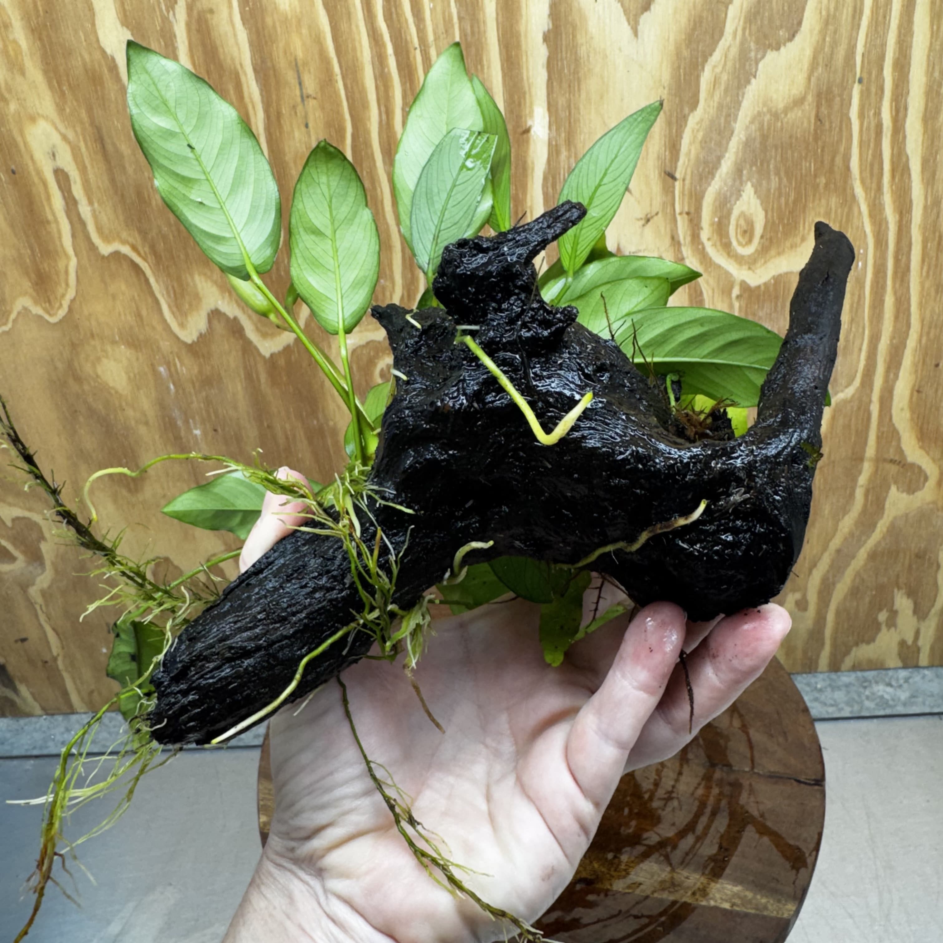 Scapeshop.com.au One Only Bucephalandra and Double Anubias Planted Driftwood - ONE ONLY - Bright Bucephalandra and Double Anubias Planted Driftwood - ONE ONLY - Bright
