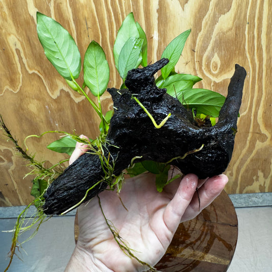 Scapeshop.com.au One Only Bucephalandra and Double Anubias Planted Driftwood - ONE ONLY - Bright Bucephalandra and Double Anubias Planted Driftwood - ONE ONLY - Bright