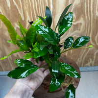 Scapeshop.com.au One Only Bucephalandra and Double Anubias Planted Driftwood - ONE ONLY - Bright Bucephalandra and Double Anubias Planted Driftwood - ONE ONLY - Bright