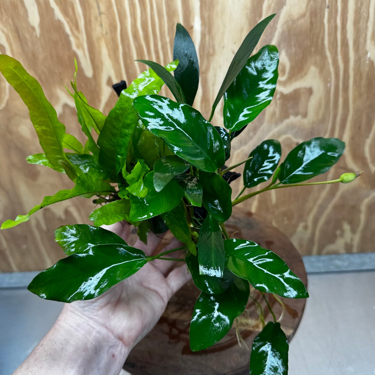 Scapeshop.com.au One Only Bucephalandra and Double Anubias Planted Driftwood - ONE ONLY - Bright Bucephalandra and Double Anubias Planted Driftwood - ONE ONLY - Bright