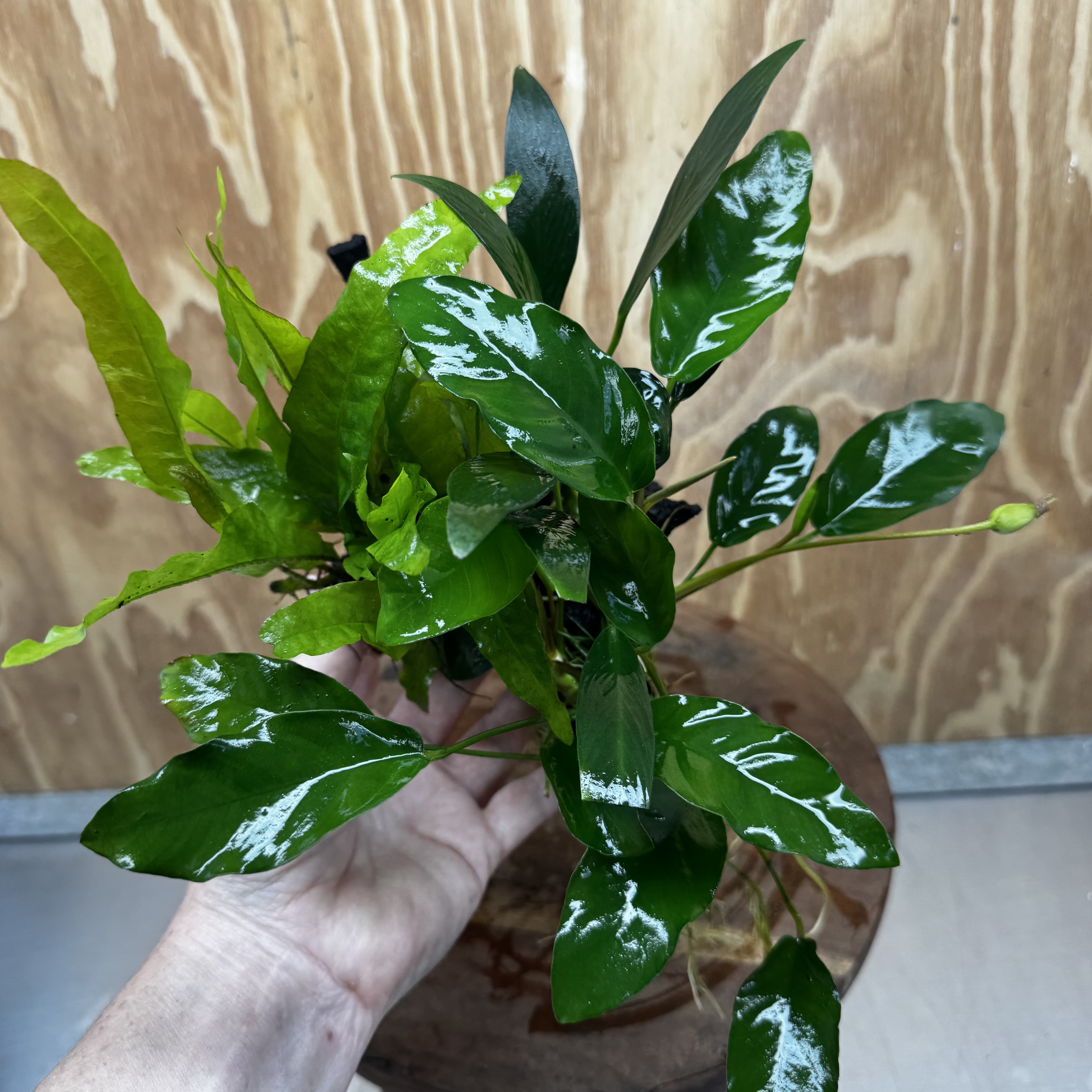 Scapeshop.com.au One Only Bucephalandra and Double Anubias Planted Driftwood - ONE ONLY - Bright Bucephalandra and Double Anubias Planted Driftwood - ONE ONLY - Bright
