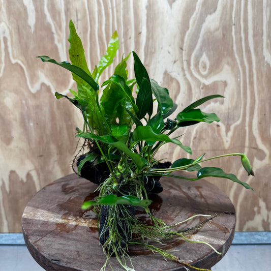 Scapeshop.com.au One Only Bucephalandra and Double Anubias Planted Driftwood - ONE ONLY - Bright Bucephalandra and Double Anubias Planted Driftwood - ONE ONLY - Bright