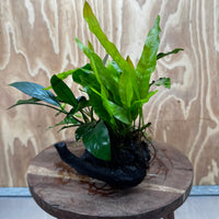 Scapeshop.com.au One Only Bucephalandra and Double Anubias Planted Driftwood - ONE ONLY - Bright Bucephalandra and Double Anubias Planted Driftwood - ONE ONLY - Bright