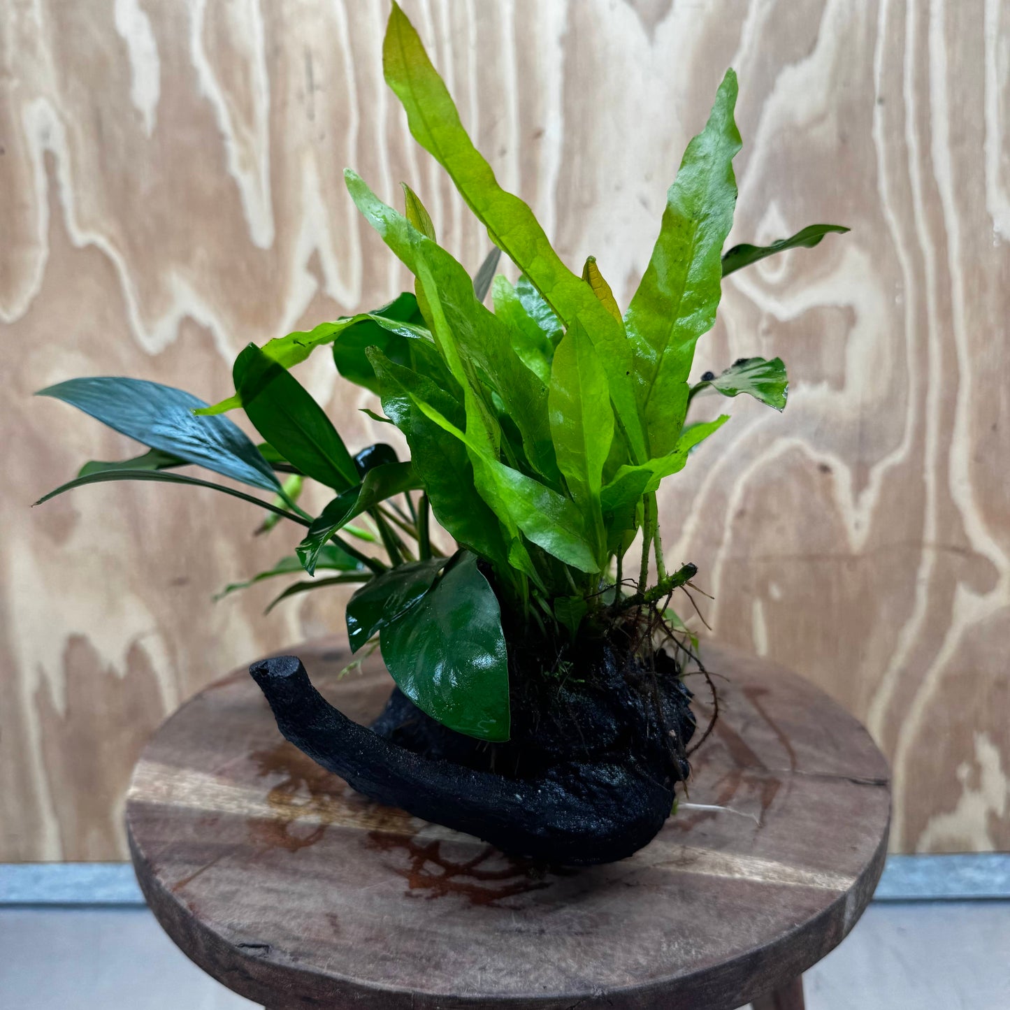 Scapeshop.com.au One Only Bucephalandra and Double Anubias Planted Driftwood - ONE ONLY - Bright Bucephalandra and Double Anubias Planted Driftwood - ONE ONLY - Bright
