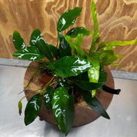 Scapeshop.com.au One Only Bucephalandra and Double Anubias Planted Driftwood - ONE ONLY - Bright Bucephalandra and Double Anubias Planted Driftwood - ONE ONLY - Bright