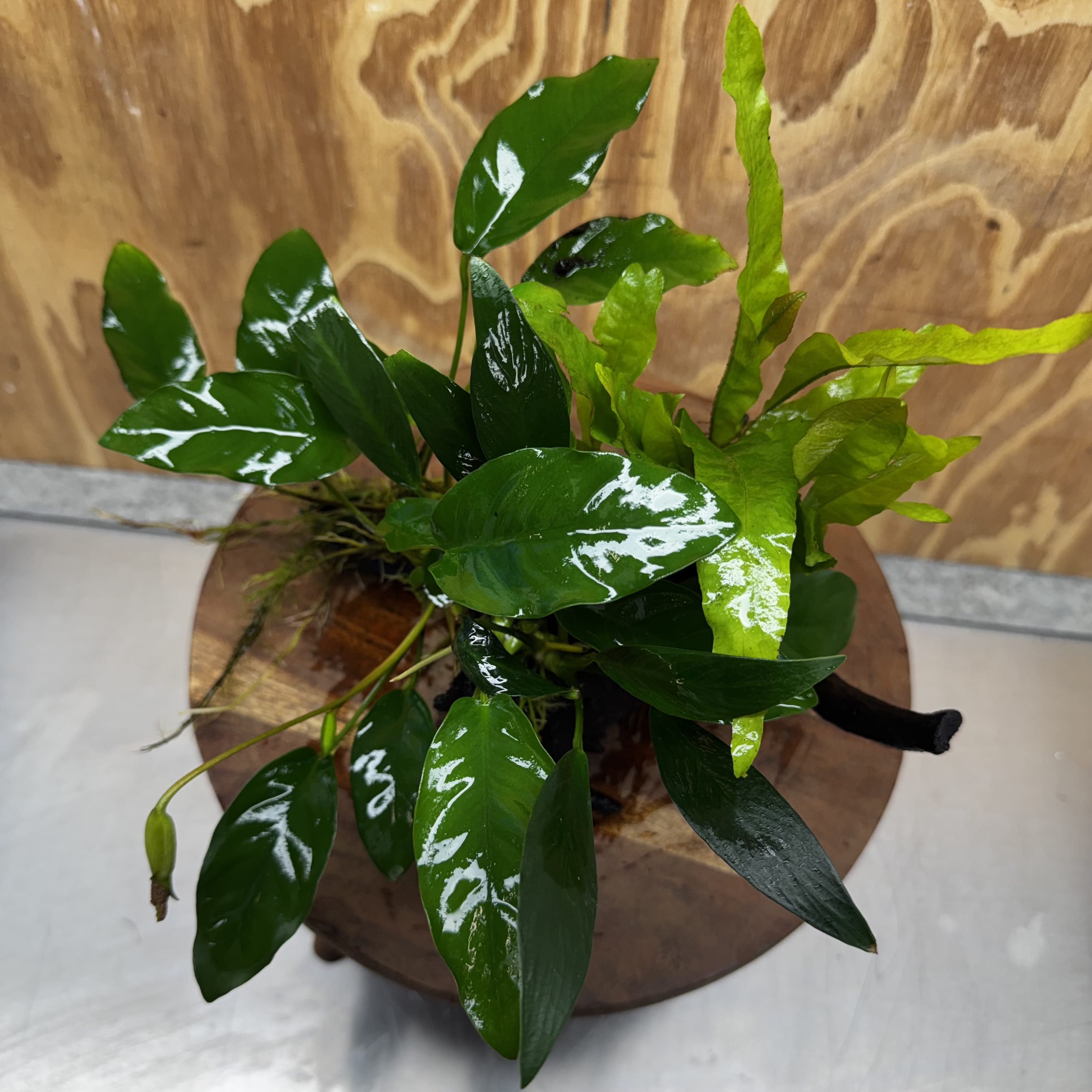 Scapeshop.com.au One Only Bucephalandra and Double Anubias Planted Driftwood - ONE ONLY - Bright Bucephalandra and Double Anubias Planted Driftwood - ONE ONLY - Bright