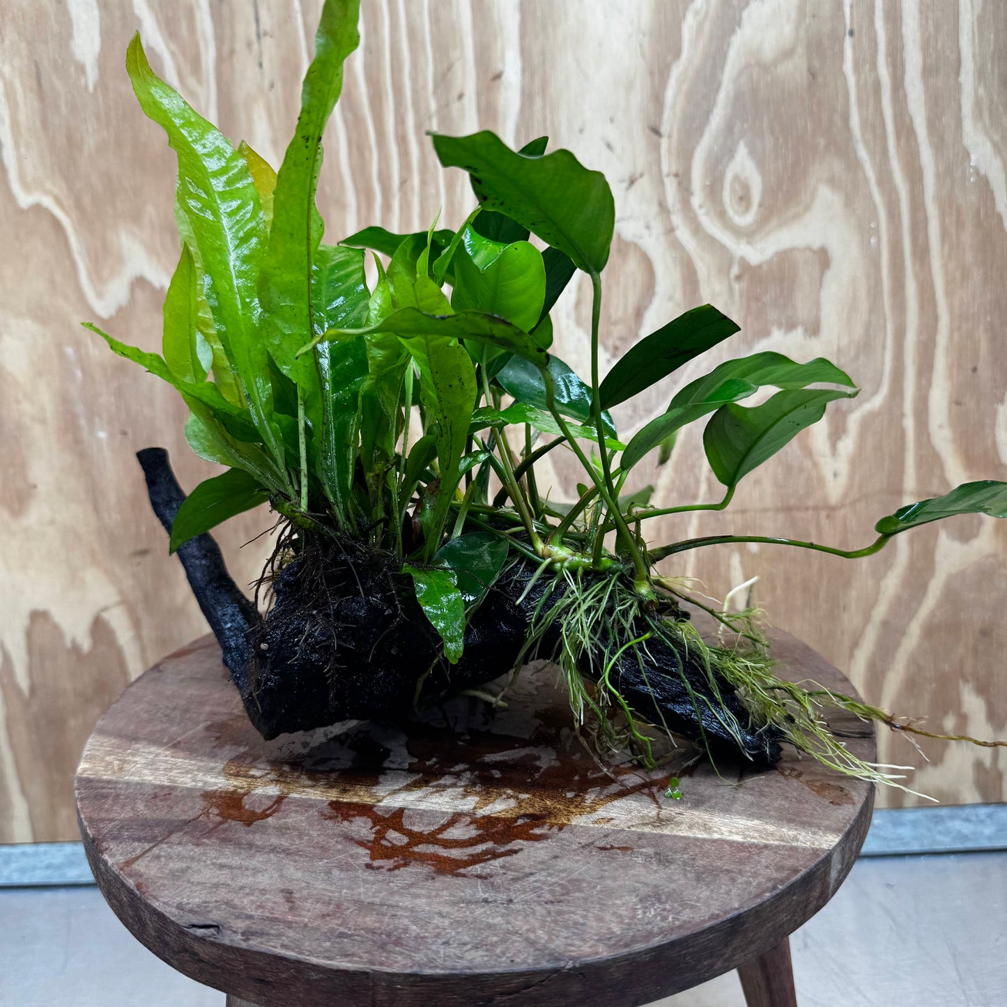 Scapeshop.com.au One Only Bucephalandra and Double Anubias Planted Driftwood - ONE ONLY - Bright Bucephalandra and Double Anubias Planted Driftwood - ONE ONLY - Bright