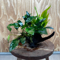 Scapeshop.com.au One Only Bucephalandra and Double Anubias Planted Driftwood - ONE ONLY - Bright Bucephalandra and Double Anubias Planted Driftwood - ONE ONLY - Bright