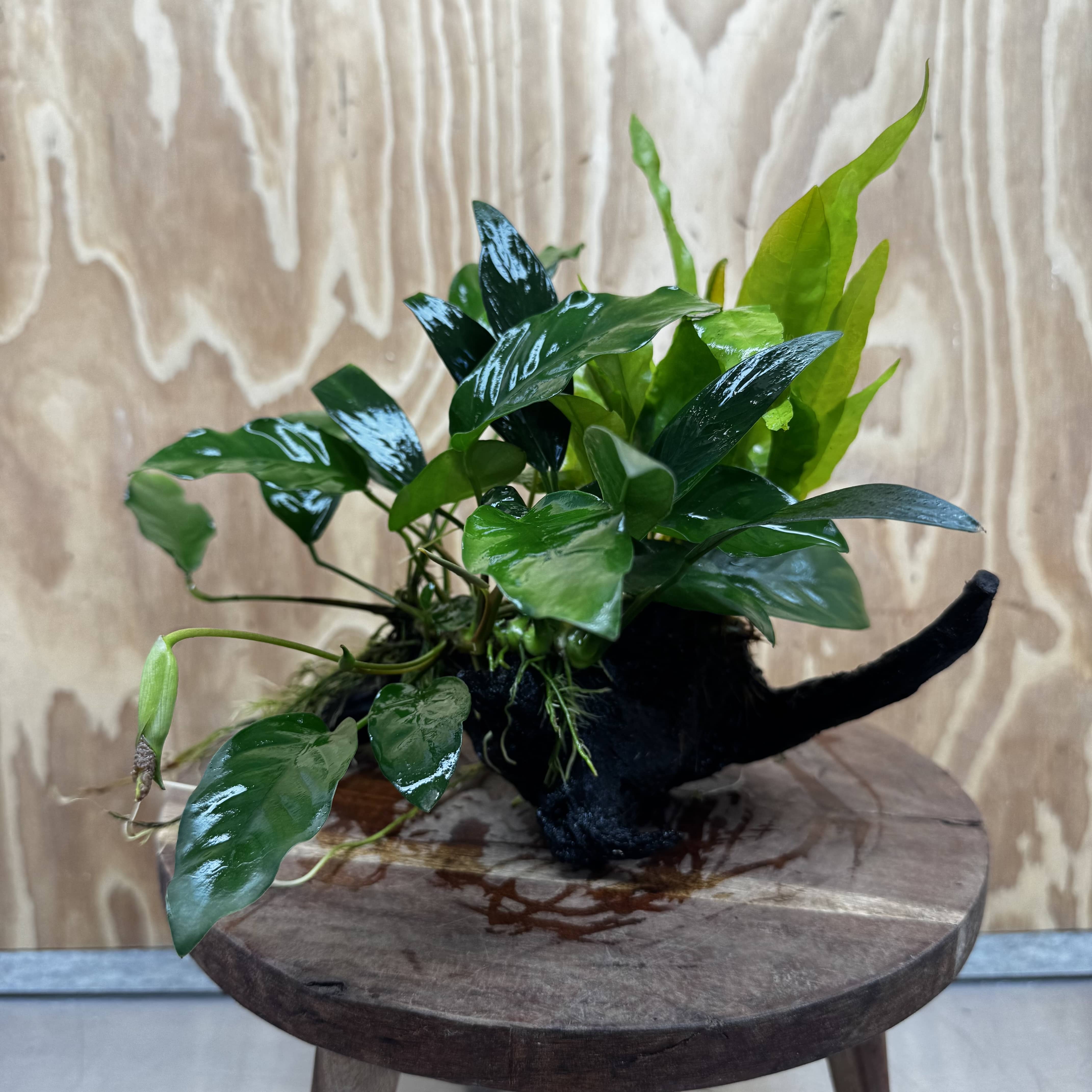 Scapeshop.com.au One Only Bucephalandra and Double Anubias Planted Driftwood - ONE ONLY - Bright Bucephalandra and Double Anubias Planted Driftwood - ONE ONLY - Bright